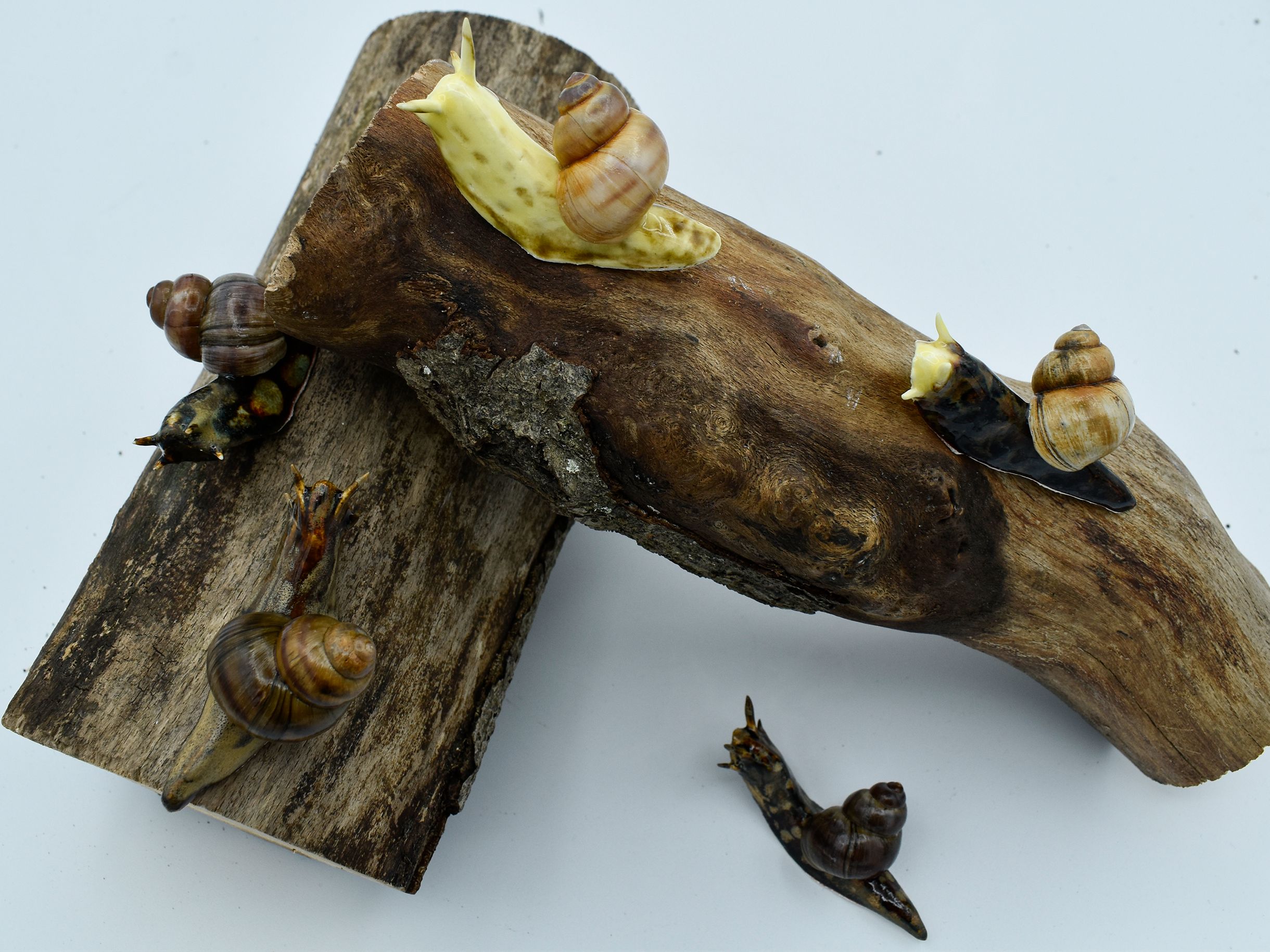 Snail with real shells collection